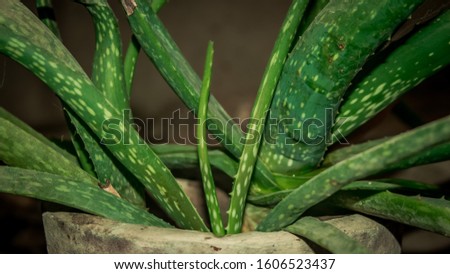 closeup on leaves of aloe vera plant
