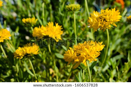 Indian blanket, Indian blanketflower (Gaillardia pulchella)