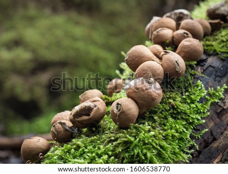 Lycoperdon pyriforme. Mushrooms on the wood.Fungi