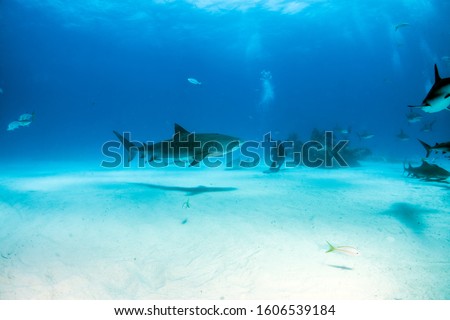 Picture shows a Tiger shark at Tigerbeach, Bahamas