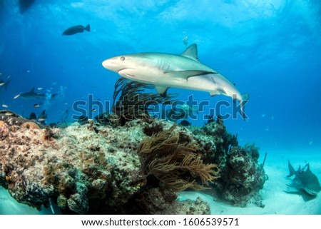 Picture shows a caribbean reef shark