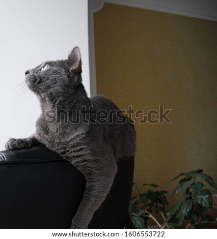 Gray cat sits on a black chair