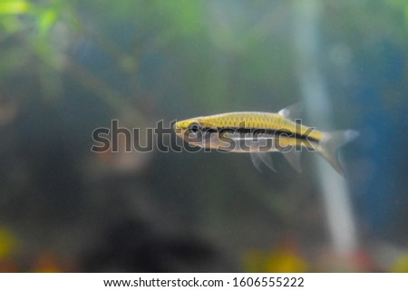Slender Rasbora (Rasbora daniconius) fresh water aquarium fish