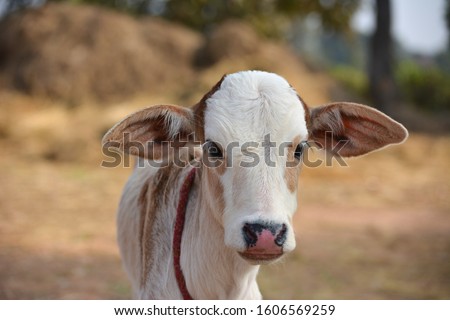 Beautiful little calf at dairy farm. Newborn baby cow Royalty-Free Stock Photo #1606569259