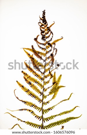 Illustrative photograph of fern leaves against a white background.