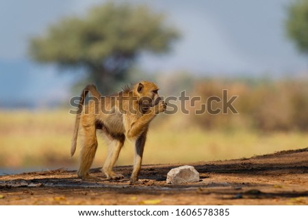 Chacma Baboon - Papio ursinus griseipes  or Cape baboon, Old World monkey family,one of the largest of all monkeys, located primarily in southern Africa, with the child. 
