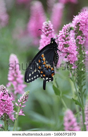 Swallowtail Butterfly on Pink Veronica Flowers  Royalty-Free Stock Photo #1606591870