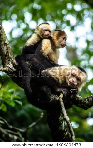 Capuchin Monkey Cebus imitator Family Baby cute panamerican white faced monkey Costa Rica Central America caribbean tree jungle rainforest national park nature  Royalty-Free Stock Photo #1606604473