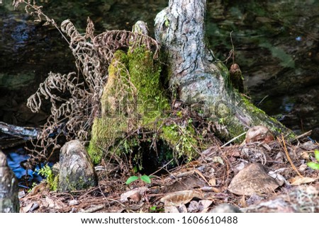 Picture of a gnarled tree stump