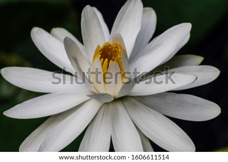 Picture of a white water lily