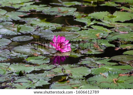 Picture of a pink water lily