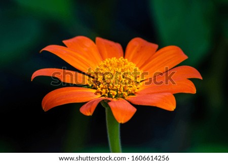 Picture of a Mexican sunflower