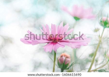 Decorative Pink Garden Flower Cosmos, Cosmos Bipinnatus, Cosmea Bipinnata, Bidens Formosa. Mexican Aster. close up