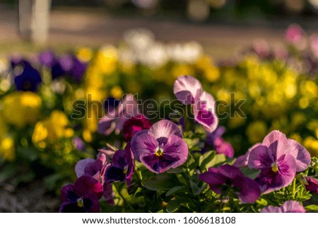 A bunch of purple and yellow pansies in front of a blurred background