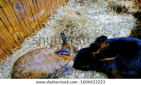 Cute bunnies in the hay. rabbits in the hay. Black and red rabbits sitting on hay