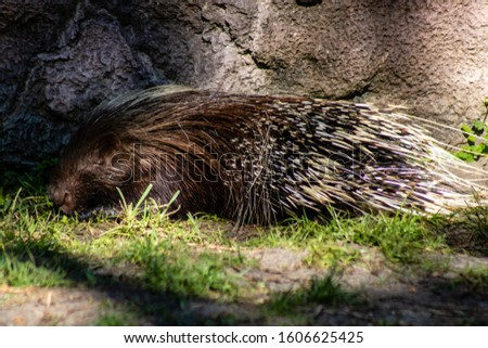 Picture of an African porcupine