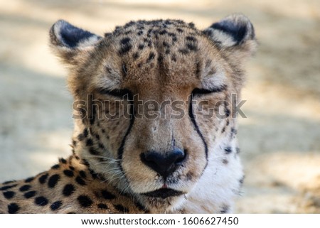 Picture of an adult cheetah