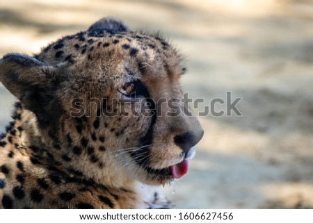Picture of an adult cheetah