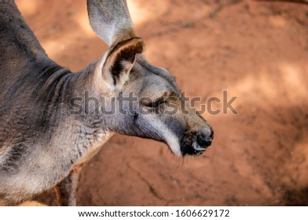 Picture of a grey kangaroo