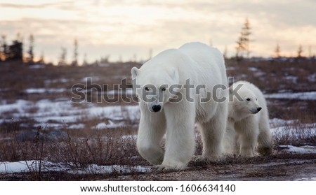 Polar bear sow and cub walk along the dirt road in Churchill, Manitoba, Canada at dusk.   Royalty-Free Stock Photo #1606634140