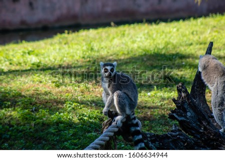Picture of a ring tailed lemur