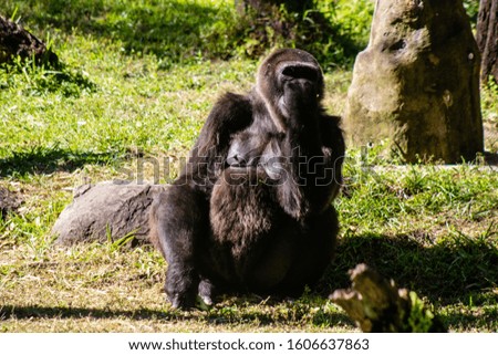 Picture of a large gorilla