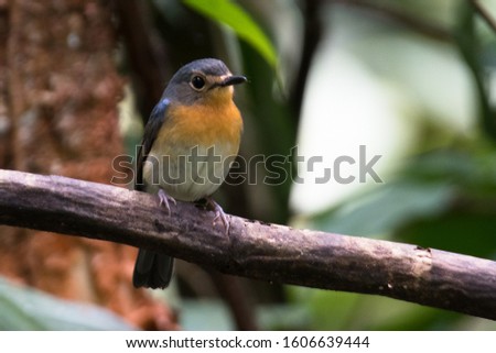 The Tickle's Blue fly catcher (Cyornis tickelliae) is a medium-sized blue or paler blue-grey flycatcher with orange and white underparts.