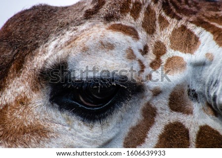 Picture of a large giraffe