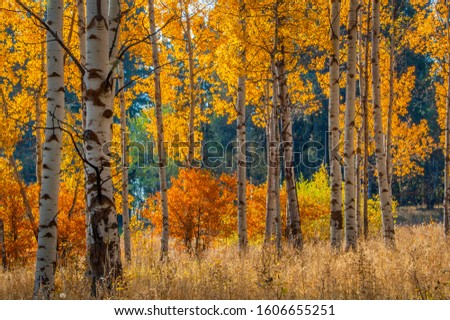 Backlit white barked quaking aspen trees in a field under autumn golden canopy of yellow leaves Royalty-Free Stock Photo #1606655251