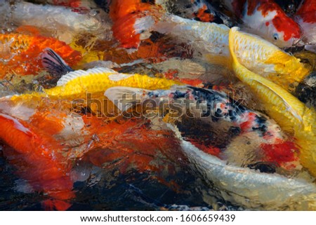 Mixed color of carp herd in clear water