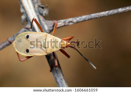 Image of kapok bug (Probergrothius nigricornis) on a tree branch on a natural background. Insect. Animal.