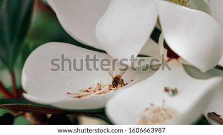 Bumble Bee in Magnolia Tree - Balboa Rose Garden
