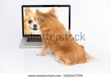 portrait of a cute purebred chihuahua and computer in front of white background