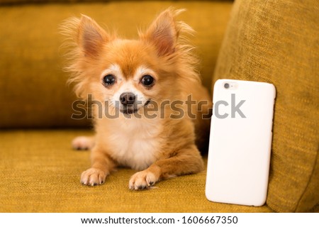 Portrait of cute chihuahua with smartphone.