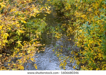 Bright multicolored autumn leaves and dark river