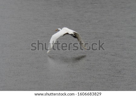"Augusta Georgia/USA - 01/02/2020: A white heron flying over the lake in the rain."