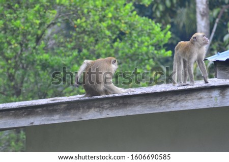 a monkey rest at roof top of house on nature background