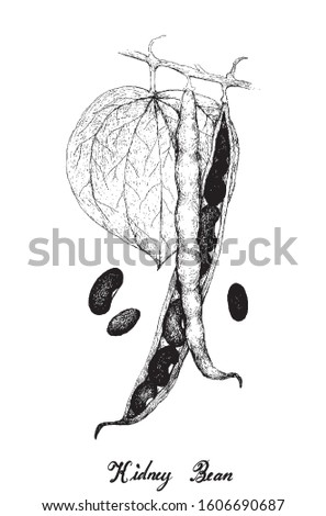Illustration Hand Drawn Sketch of Fresh Red Kidney Pods with Green Leaves on A Plant, Used in Both Sweet and Savory Recipes.
