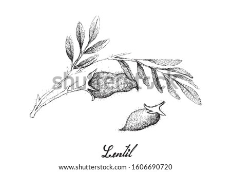 Vegetable, Illustration of Hand Drawn Sketch Fresh Lentil or Lens Culinaris Plant with Pods Isolated on White Background. Royalty-Free Stock Photo #1606690720