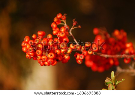 DWARF PYRACANTHA BONSAI Red small fruit cherry  blur and natural 