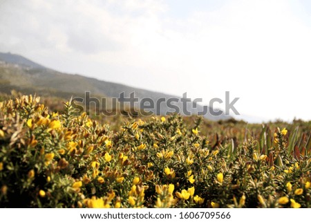 A yellow flower in a field