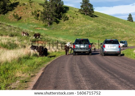 A family of feral donkeys walking in and next to a roadway with tourists in vehicles stopping to take pictures in Custer State Park, South Dakota.