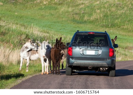 A family of feral donkeys walking in and next to a roadway with tourists in vehicles stopping to take pictures in Custer State Park, South Dakota.