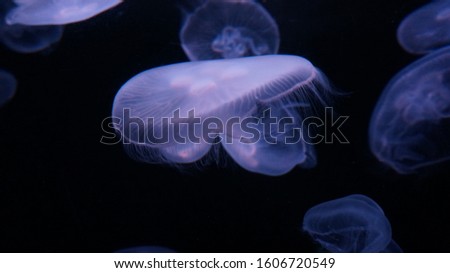 Moon jellyfish in aquarium tank
