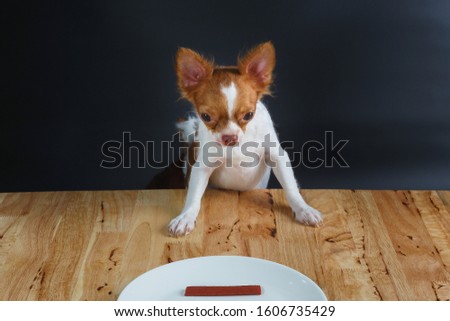 Puppy chihuahua eat food from hand,training,feeding pet concept,Feeding the by hand,Dogs look at food,blur,Soft focus,selected focus,shallow depth of field.