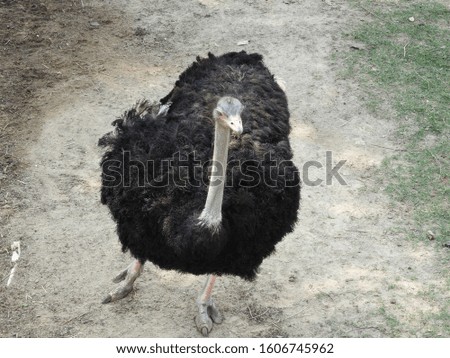 The back of Ostrich in the zoo.