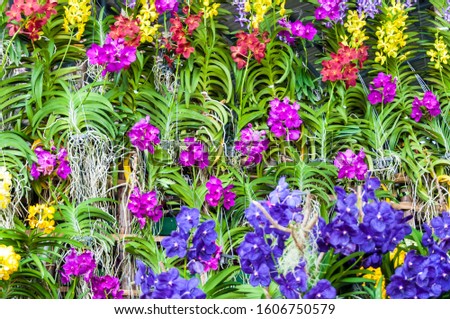 Background image Beautiful orchid decoration in Thai orchid export event