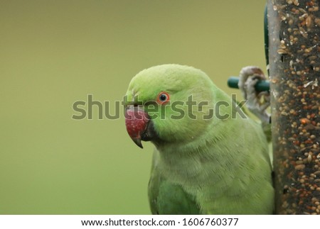 A ring-necked, or rose-ringed Parakeet feeding from a seed feeder. It is the UK's most abundant naturalised parrot.
