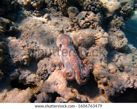 Pink octopus on seabed with corals.  Marine life picture. Shallow ocean and marine animal, underwater photography from scuba diving.  