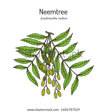Neem (Azadirachta indica), or Indian lilac, medicinal plant. Hand drawn botanical vector illustration Royalty-Free Stock Photo #1606787029